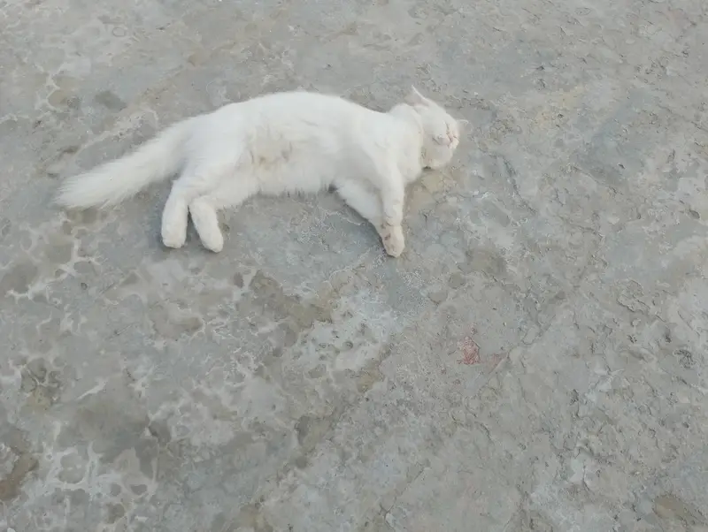 Persian Female Cat available for sale WhatsApp 03065552120 — photo 12