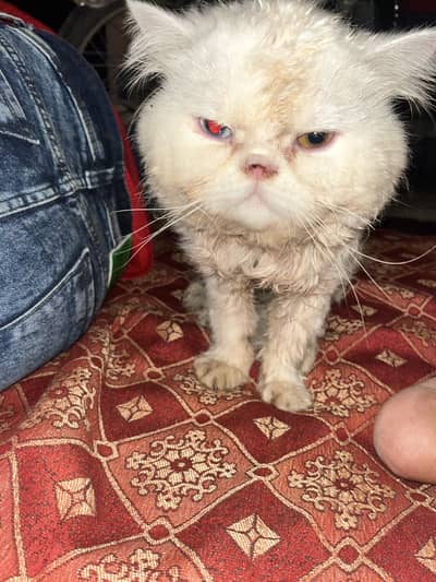 Persian punch face triple coat