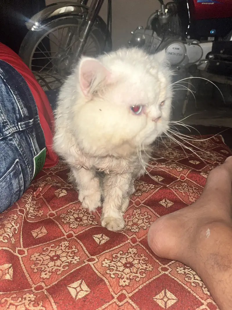 Persian punch face triple coat — photo 2