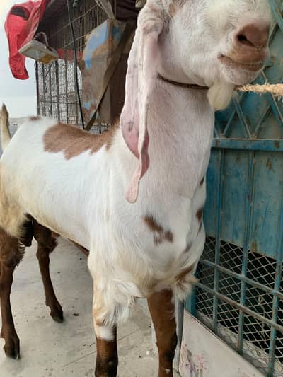 breeder male goat