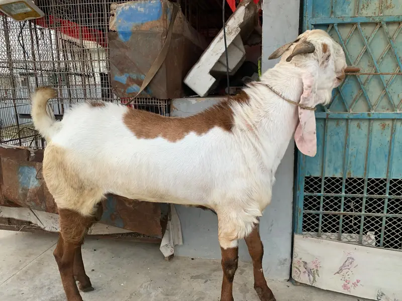 breeder male goat — photo 2
