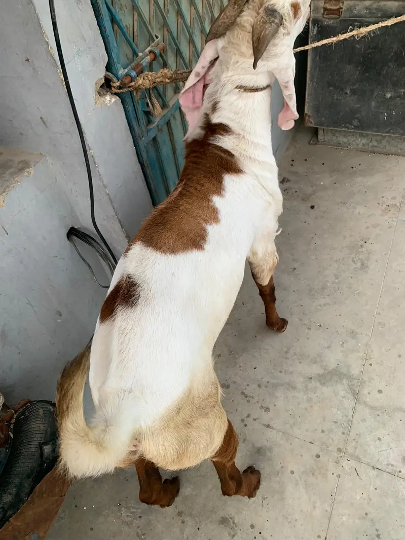 breeder male goat — photo 3