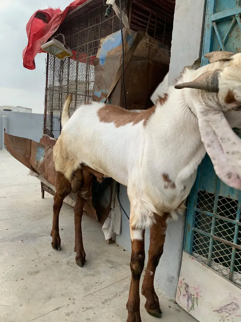 breeder male goat — photo 4