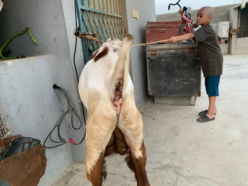 breeder male goat — photo 5
