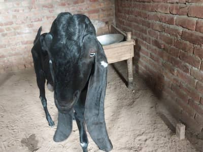 breeder bakra quality  pure amtritsar