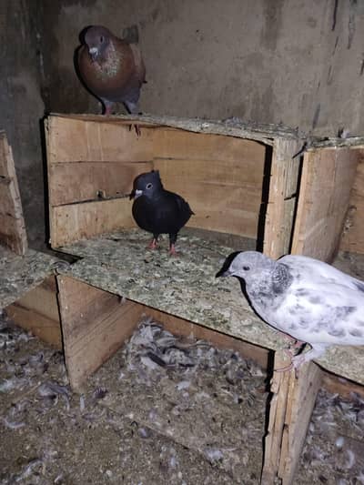 Selling Mix Pigeon Starting 400