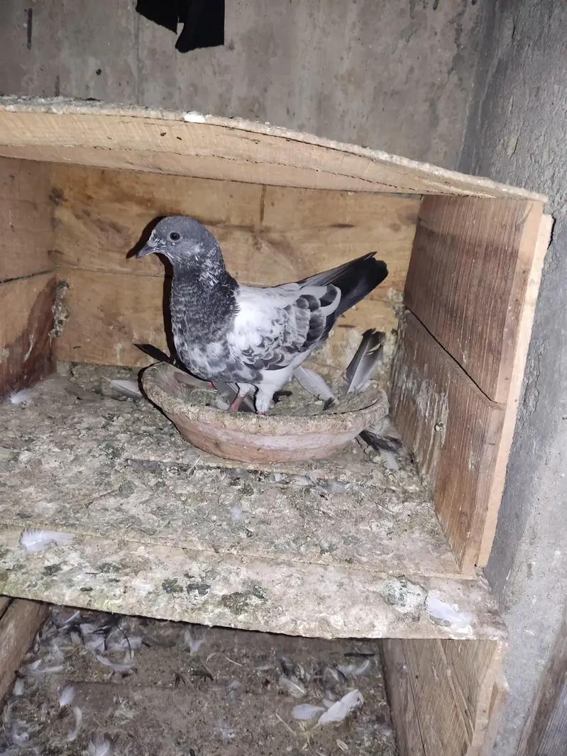 Selling Mix Pigeon Starting 400 — photo 2