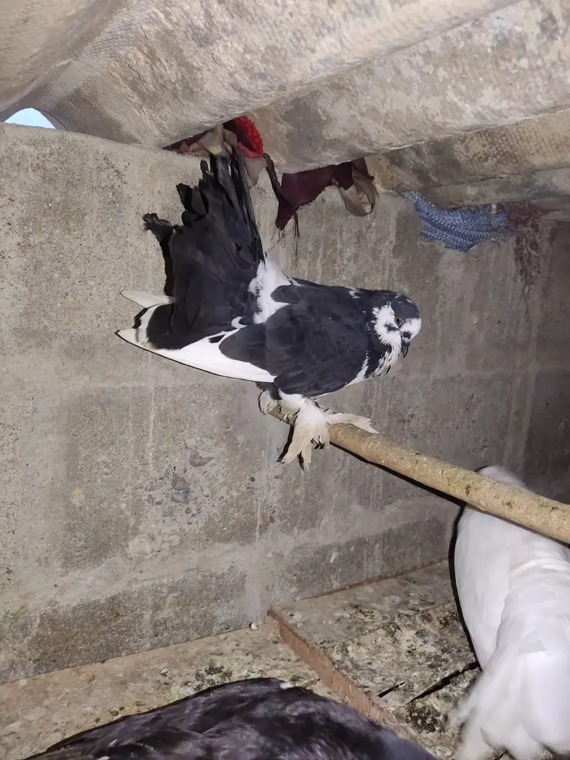 Selling Mix Pigeon Starting 400 — photo 3