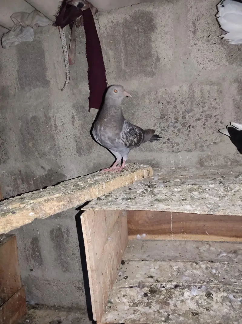 Selling Mix Pigeon Starting 400 — photo 4