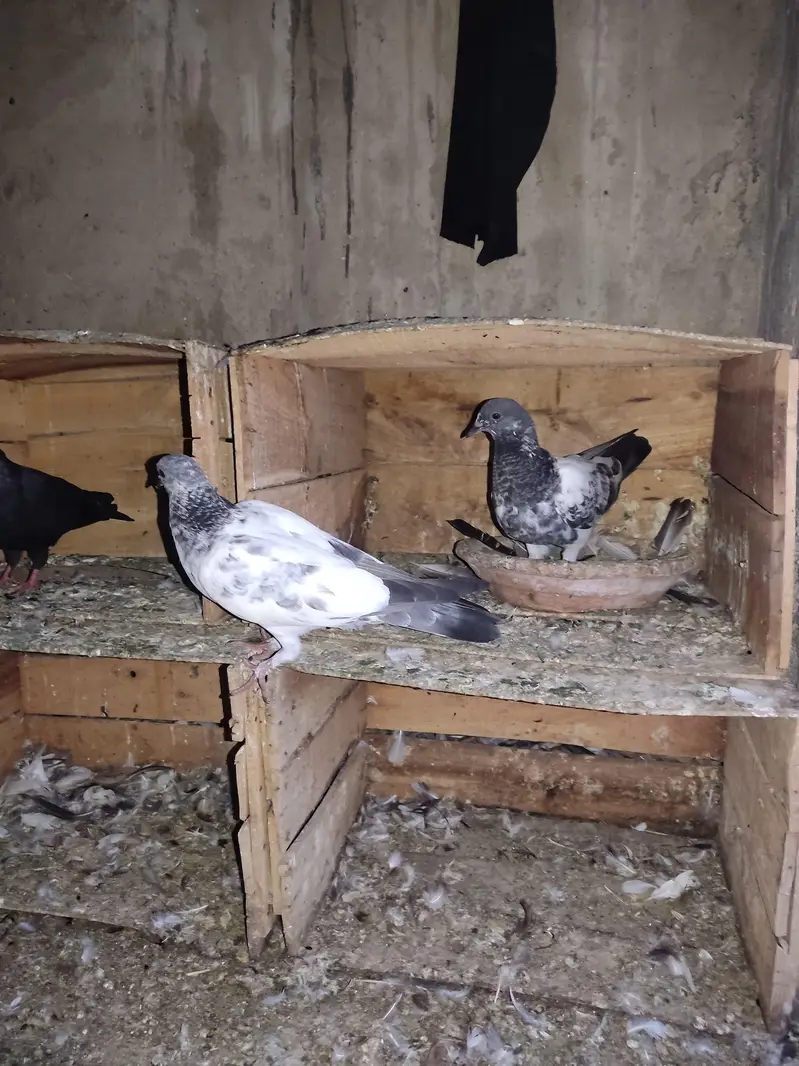 Selling Mix Pigeon Starting 400 — photo 5