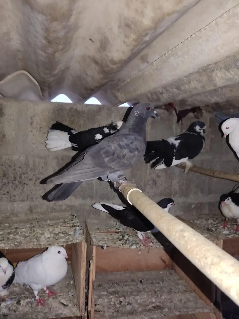 Selling Mix Pigeon Starting 400 — photo 6
