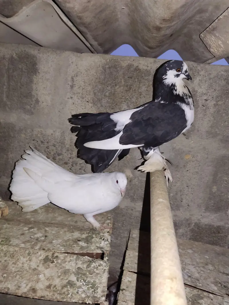 Selling Mix Pigeon Starting 400 — photo 7