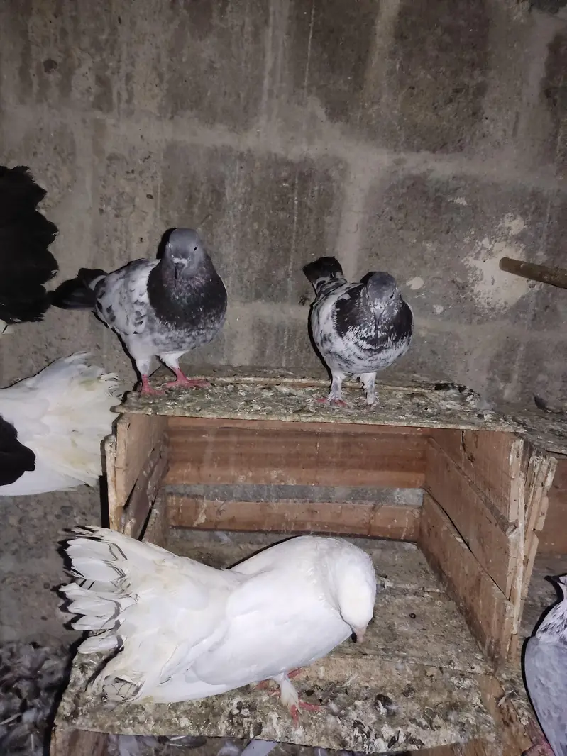 Selling Mix Pigeon Starting 400 — photo 8