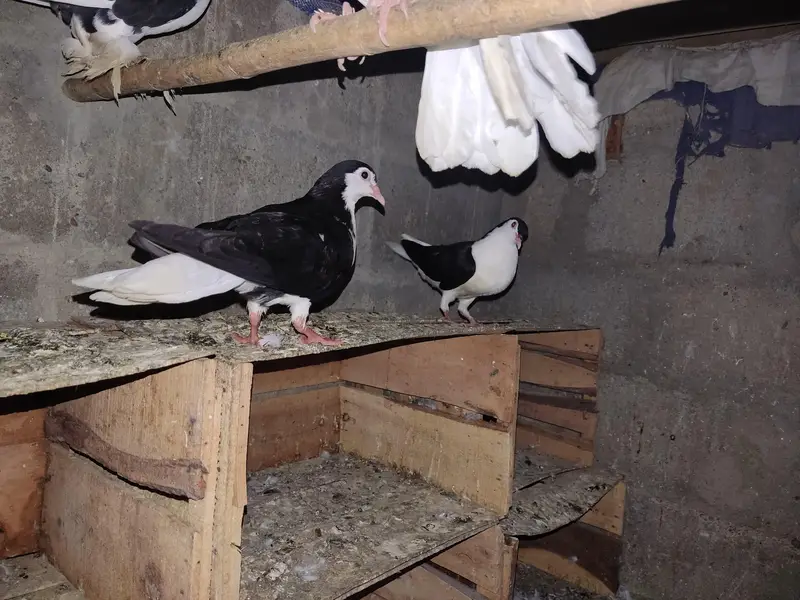 Selling Mix Pigeon Starting 400 — photo 9