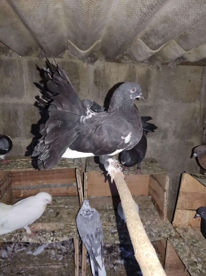 Selling Mix Pigeon Starting 400 — photo 10