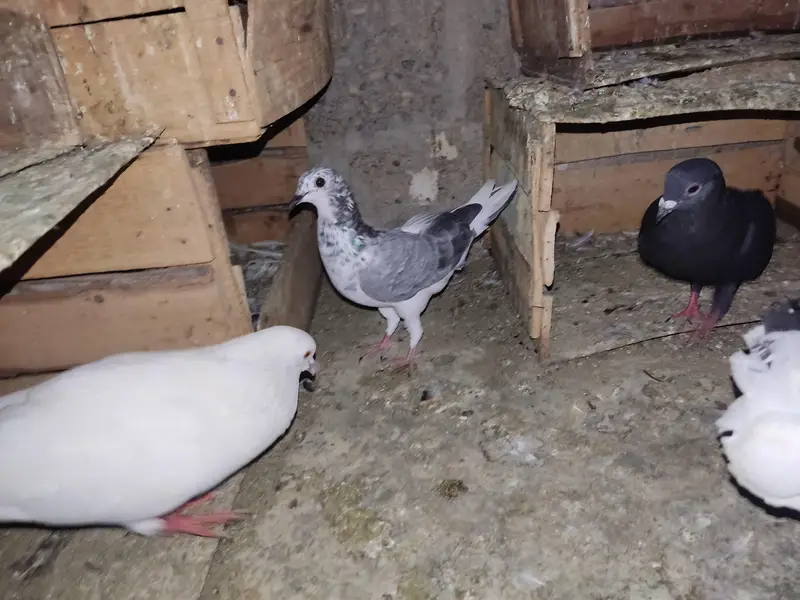 Selling Mix Pigeon Starting 400 — photo 11
