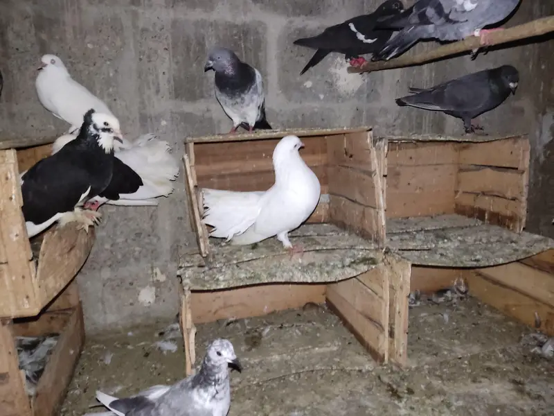 Selling Mix Pigeon Starting 400 — photo 12