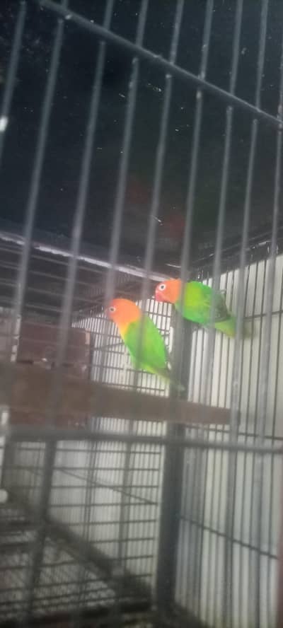 love birds available