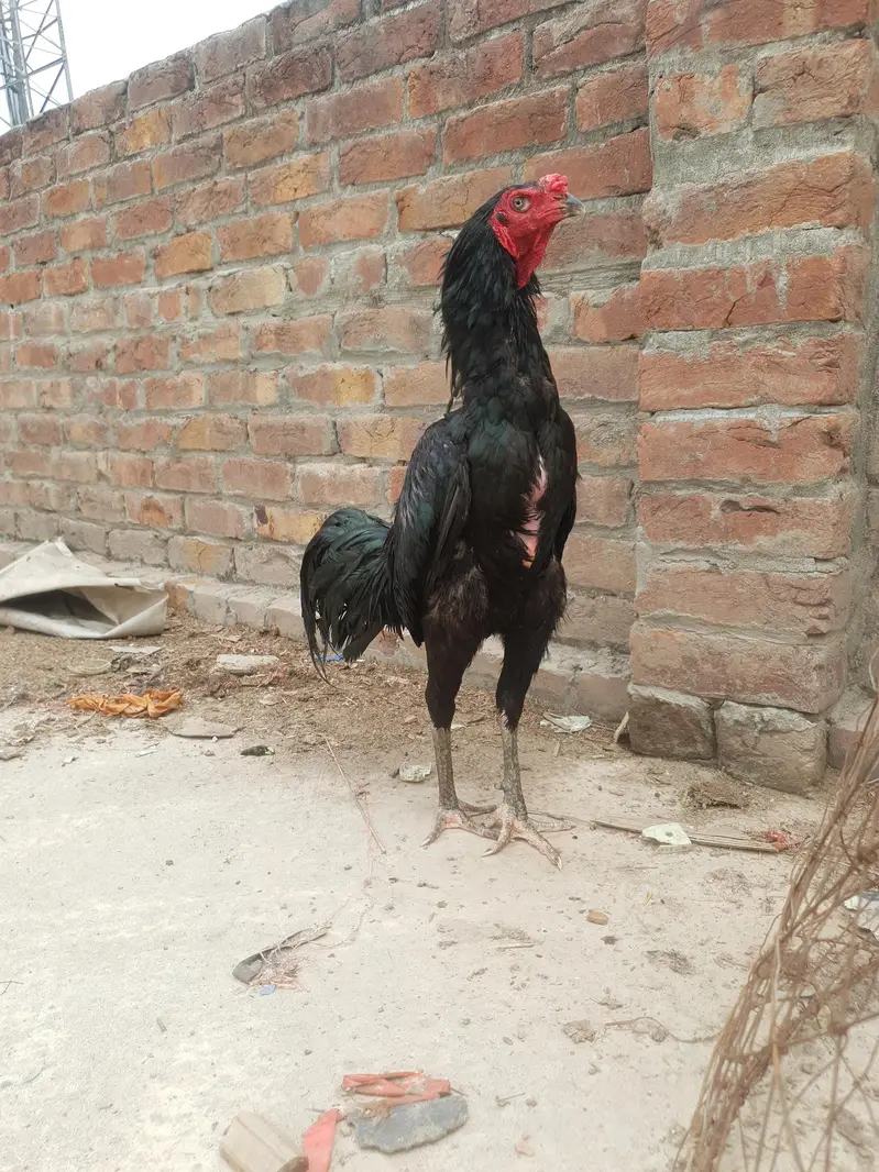 aseel pakoya patha full black — photo 2
