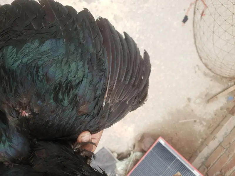 aseel pakoya patha full black — photo 3
