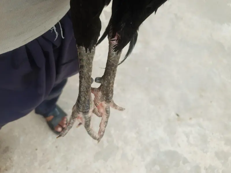 aseel pakoya patha full black — photo 5