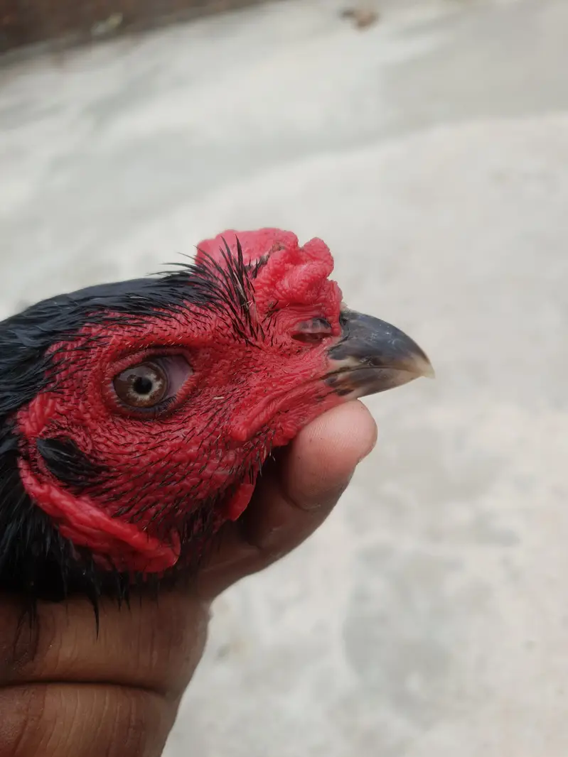aseel pakoya patha full black — photo 9
