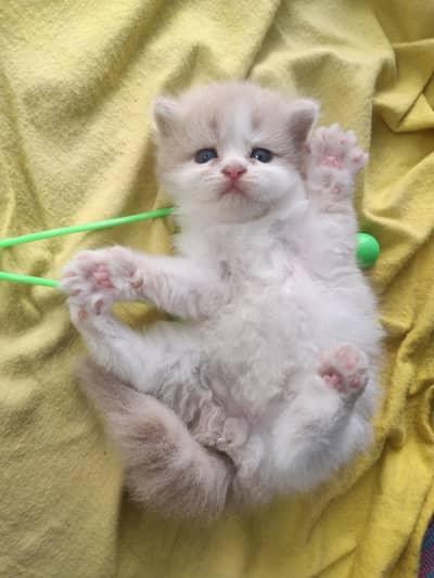 pure punch persian male kitten