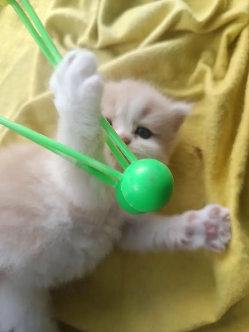 pure punch persian male kitten — photo 2