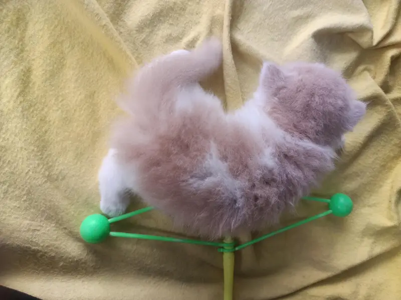 pure punch persian male kitten — photo 3