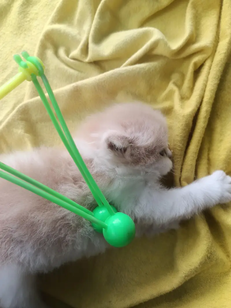 pure punch persian male kitten — photo 4