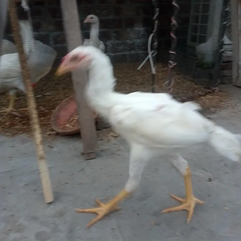 HEERA ASEEL PHATAY FOR SALE — photo 2