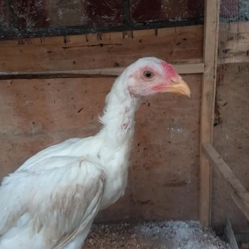 HEERA ASEEL PHATAY FOR SALE — photo 3