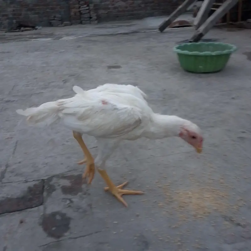 HEERA ASEEL PHATAY FOR SALE — photo 4