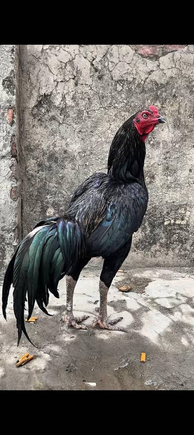 Aseel Thai Burmies Pakoye Dragons Available
