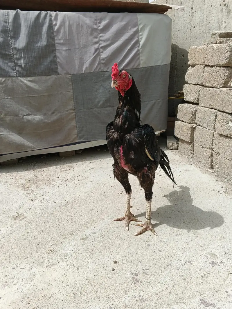 Mushka Lasani — photo 2