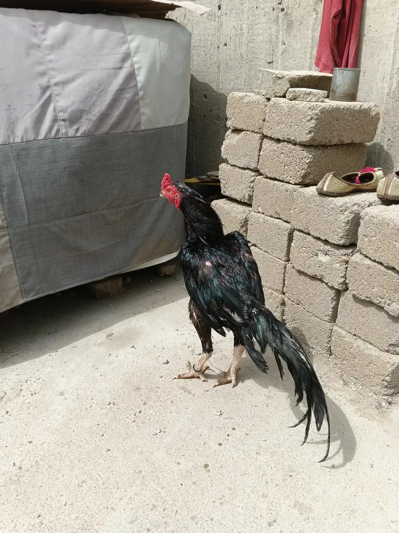 Mushka Lasani — photo 3