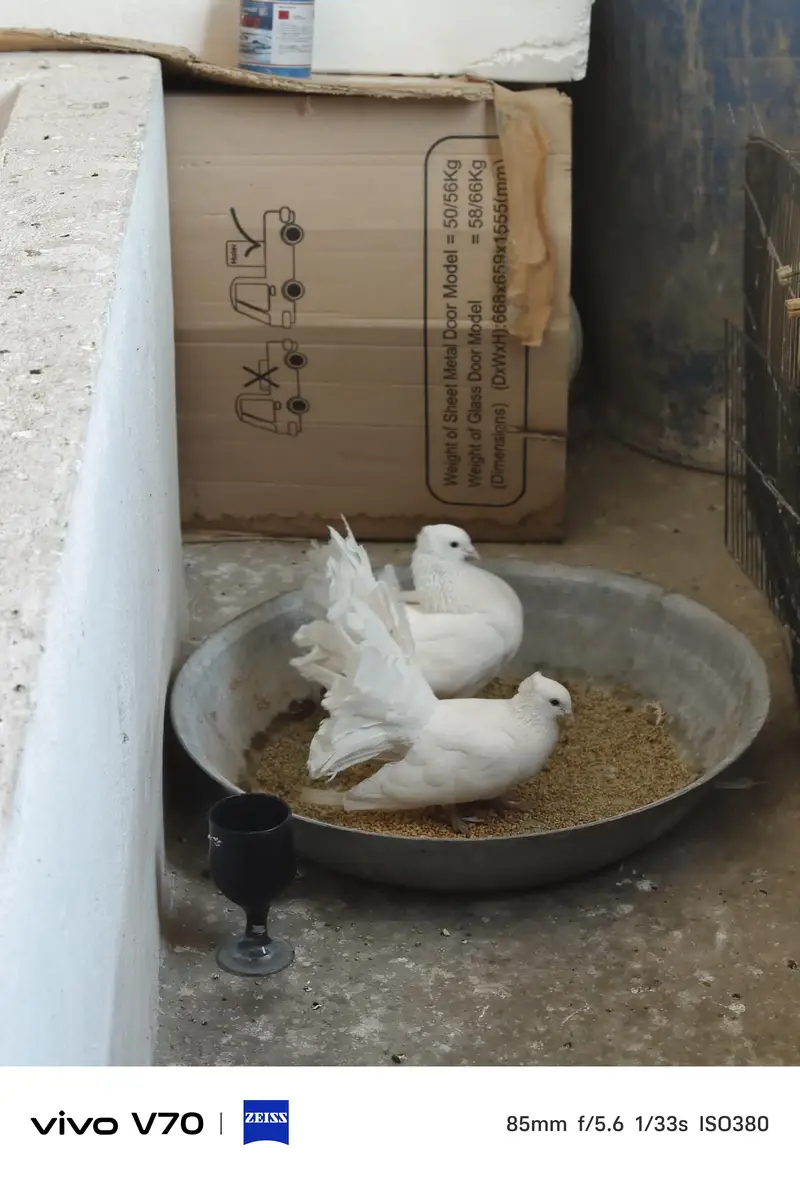 2 pair luckay breeder — photo 2