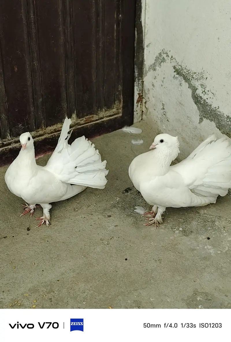 2 pair luckay breeder — photo 3
