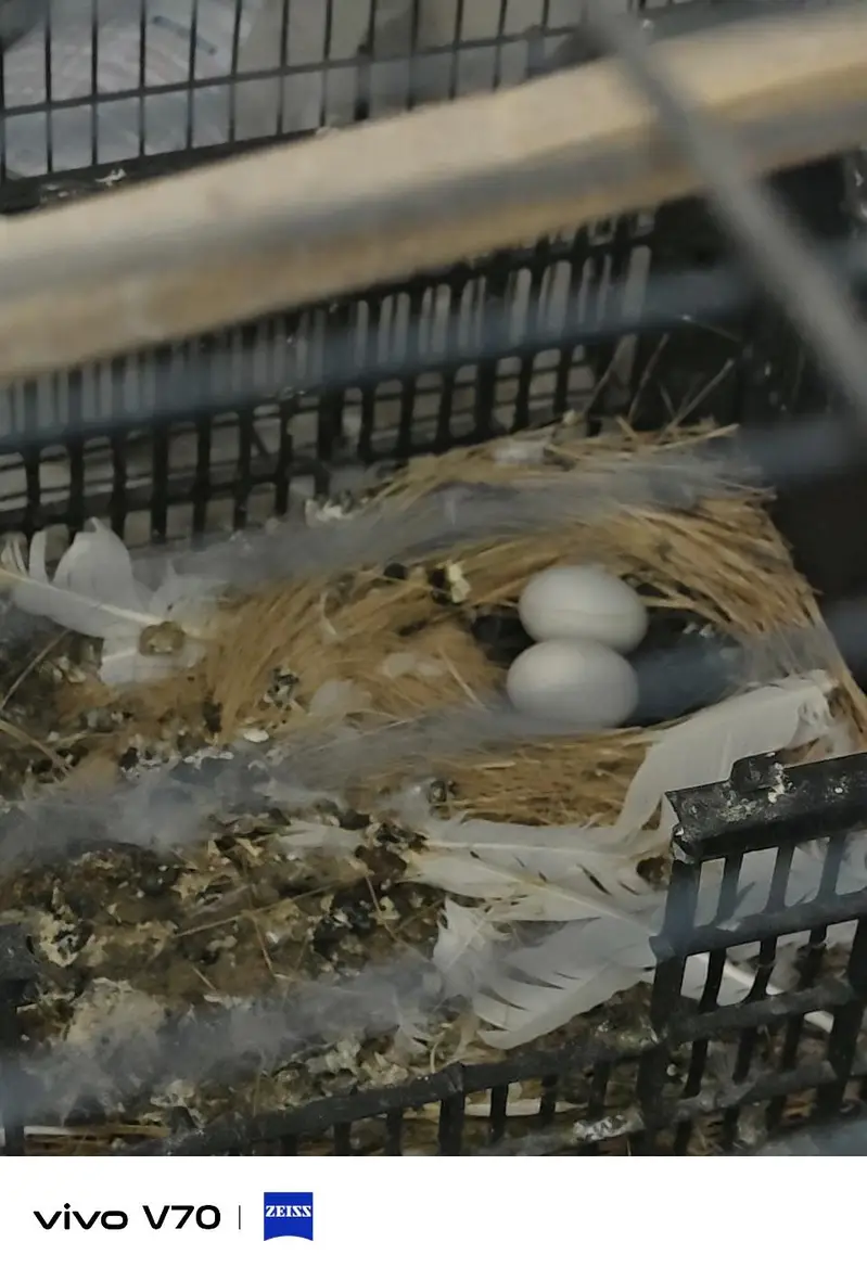 2 pair luckay breeder — photo 4