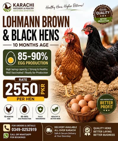 Lohmann Brown Birds and Eggs