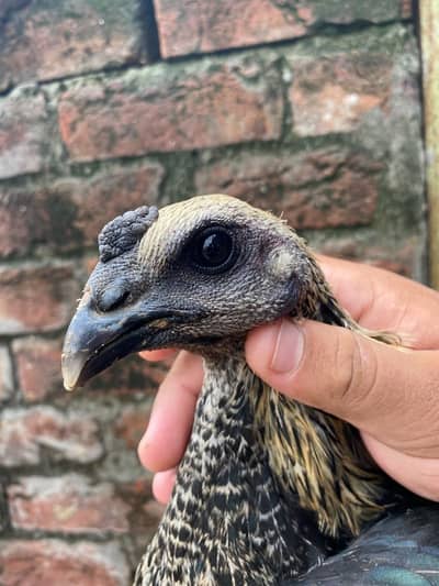 Black dragon black skin pure breed 03077856646