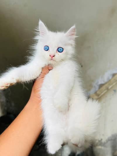 CATS KITTENS AVAILABLE FOR SALE