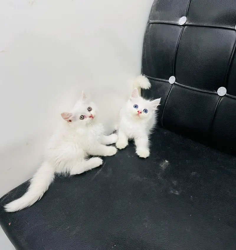 CATS KITTENS AVAILABLE FOR SALE — photo 2