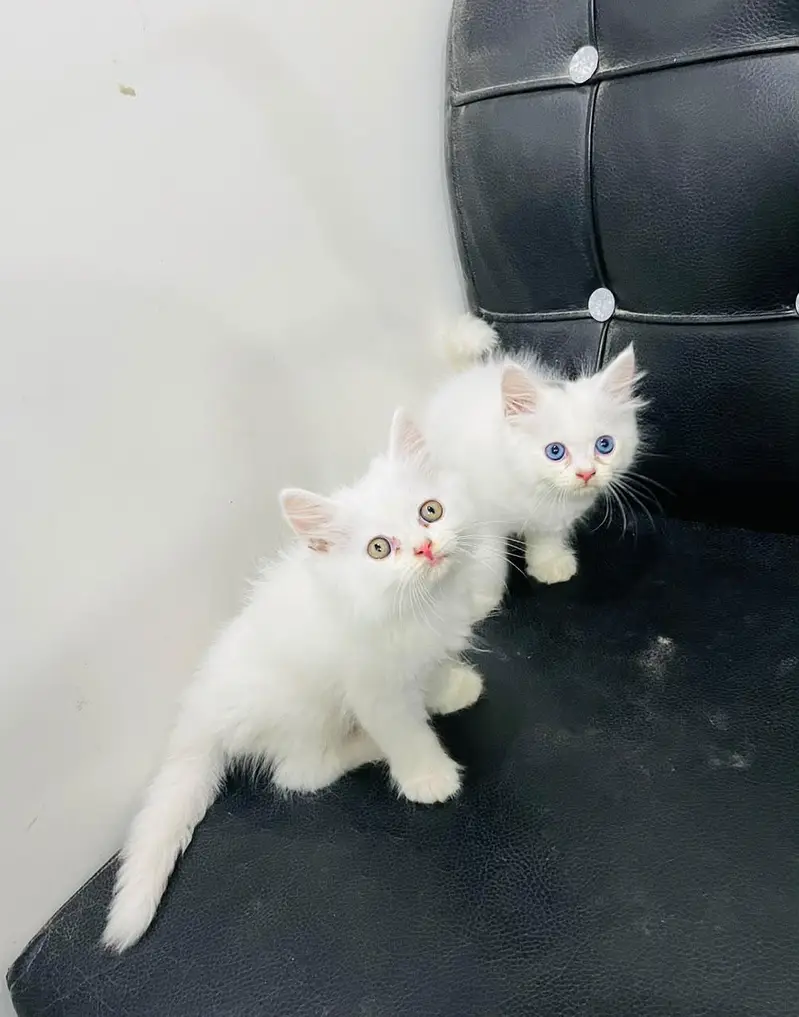 CATS KITTENS AVAILABLE FOR SALE — photo 3