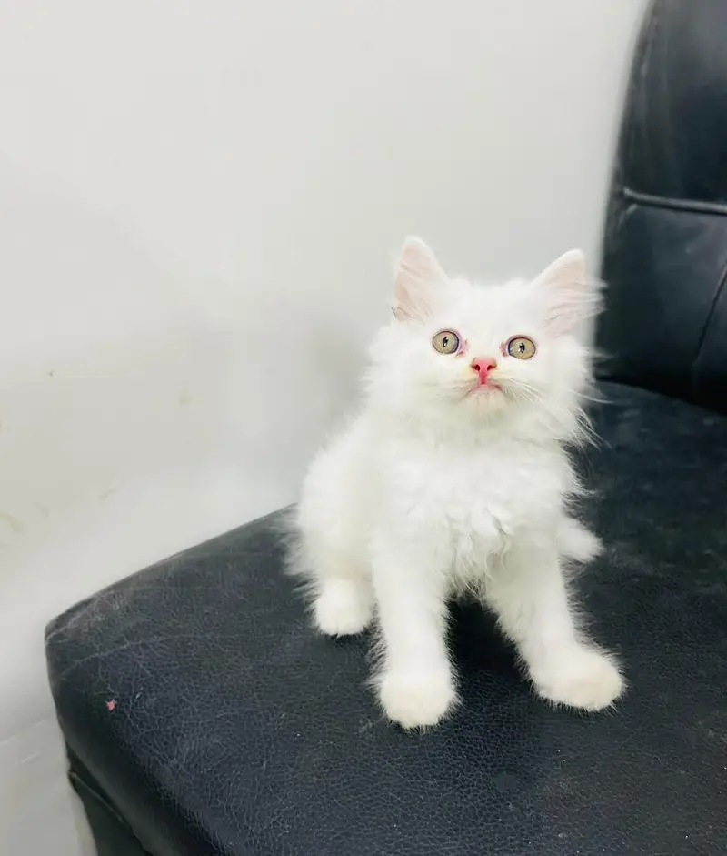 CATS KITTENS AVAILABLE FOR SALE — photo 4