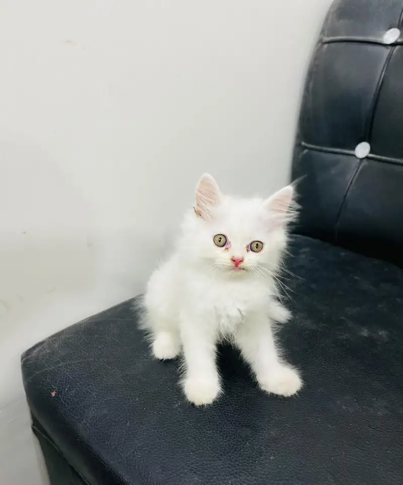 CATS KITTENS AVAILABLE FOR SALE — photo 5