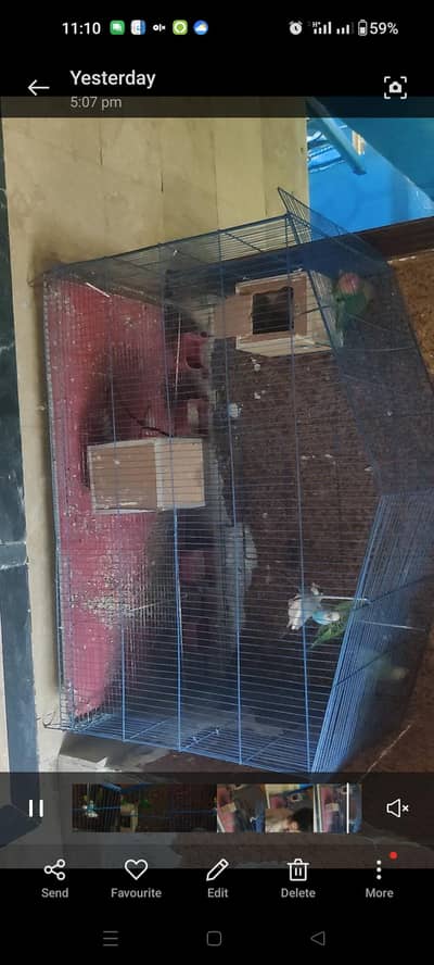 love birds and austrlian pair with full size cage