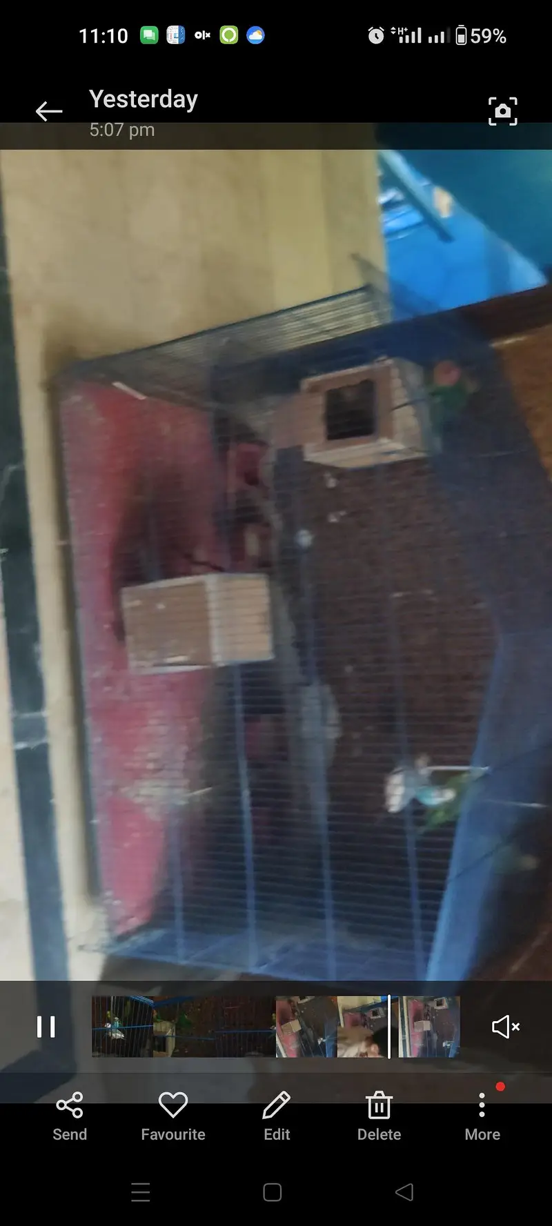 love birds and austrlian pair with full size cage — photo 2