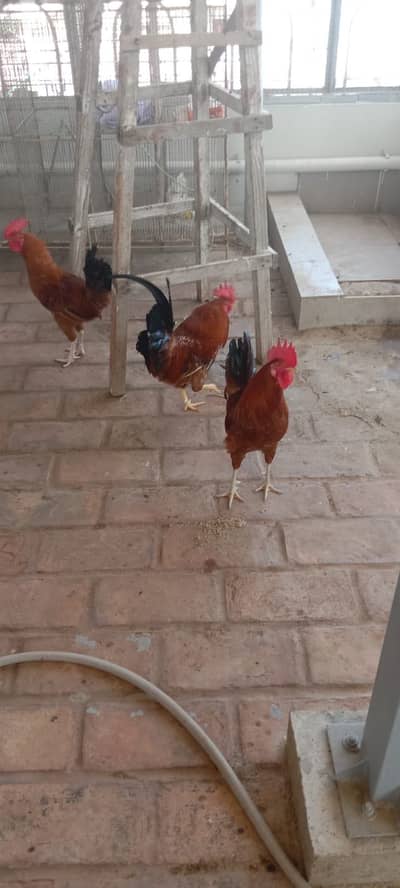 3 rooster for sale