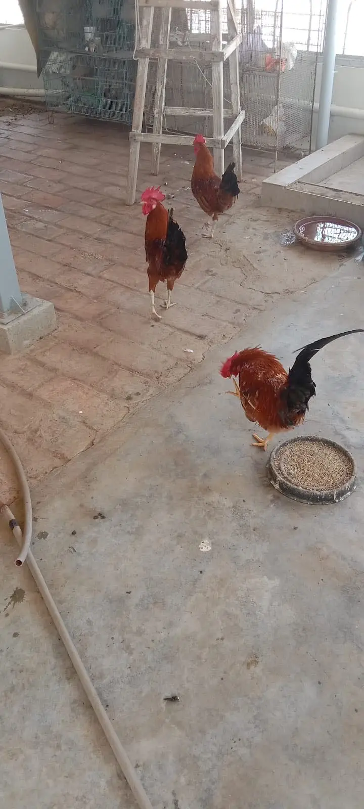 3 rooster for sale — photo 2